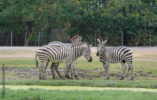 Group of Zebras eating grass in the zoo. 