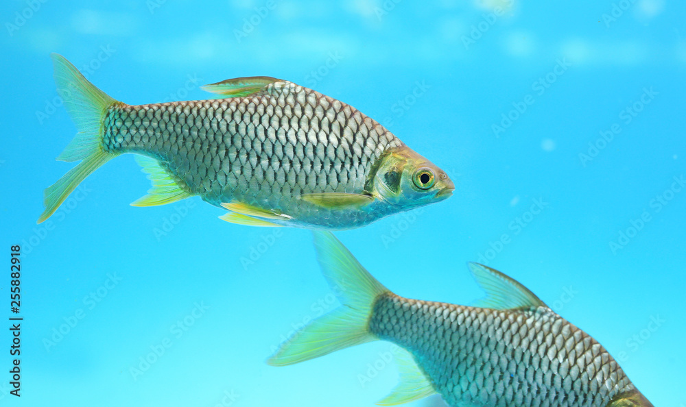 Silver barb swimming in water - fish in aquarium with copy space. Silver barb swimming in water - fish in aquarium with copy space.