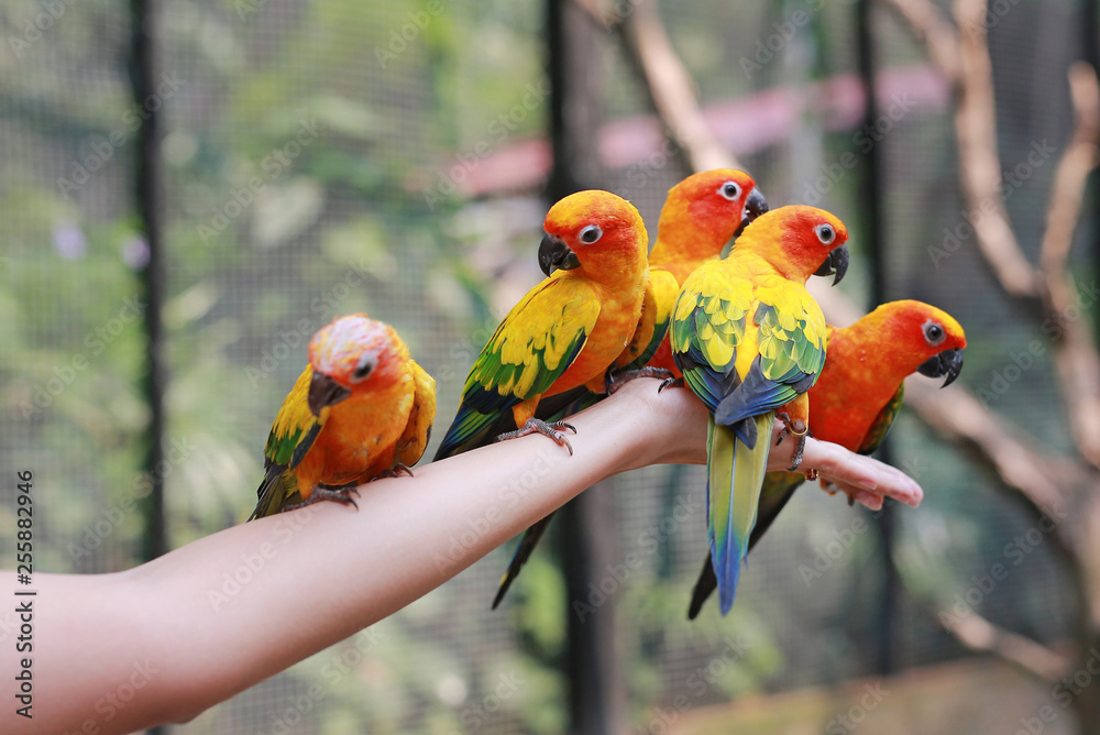 Colorful sun conure parrots eating food on people hand. 