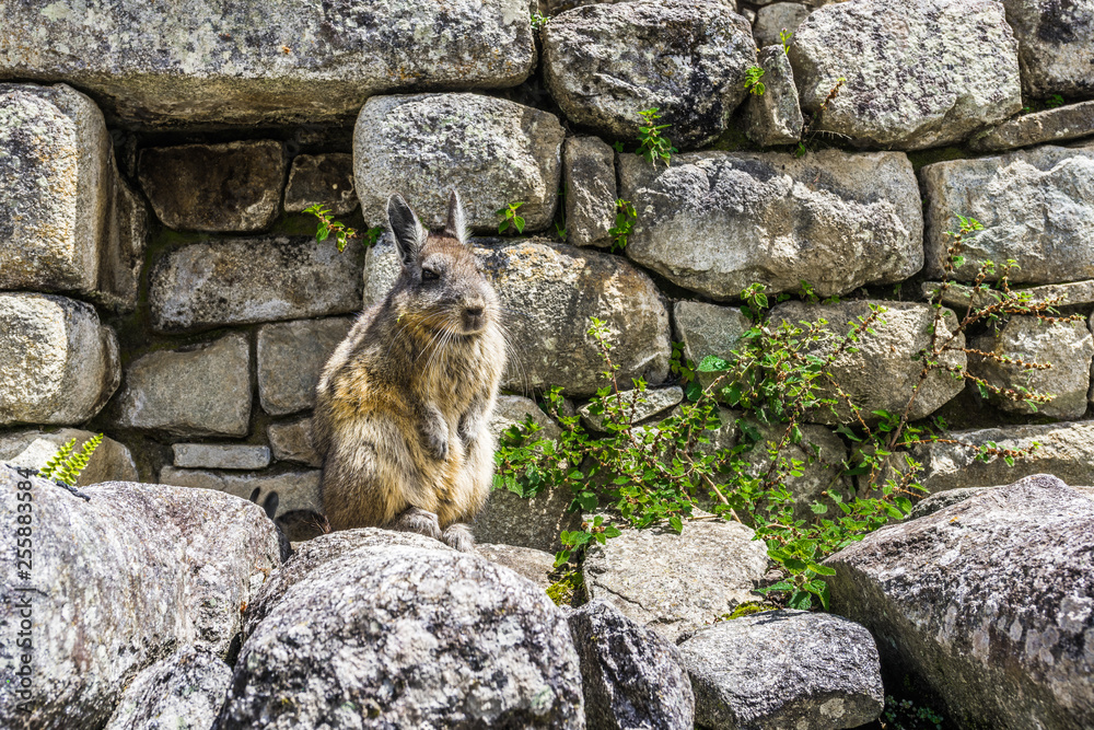 Fototapeta premium Mountain Lagidium on the ancient stone wall