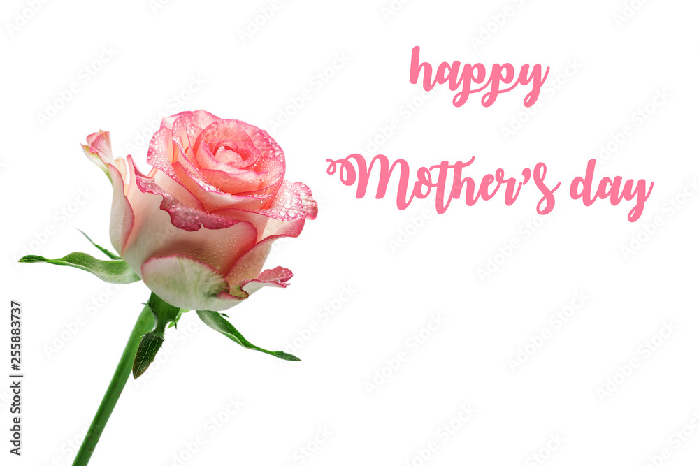 Happy mother's day.  rose on a white background