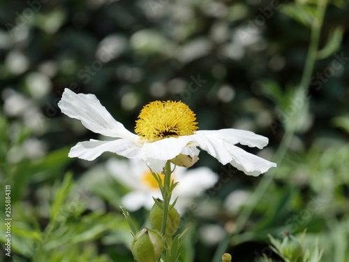 Romneya coulteri - California tree poppy or Coulter's Matilija poppy photo