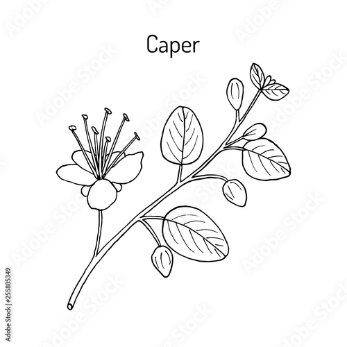 Caper bush Capparis spinosa , or Flinders rose, eatable plant