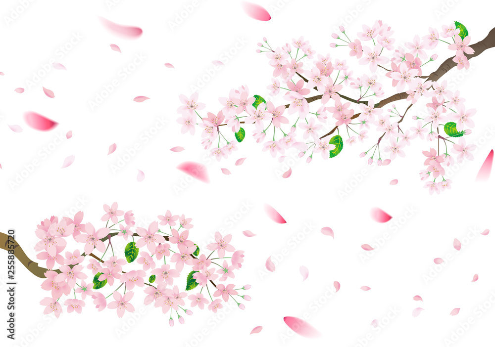 Pink sakura flower and flying petals. Cherry blossom isolated on white background. Pink sakura flower and flying petals. Cherry blossom isolated on white background.