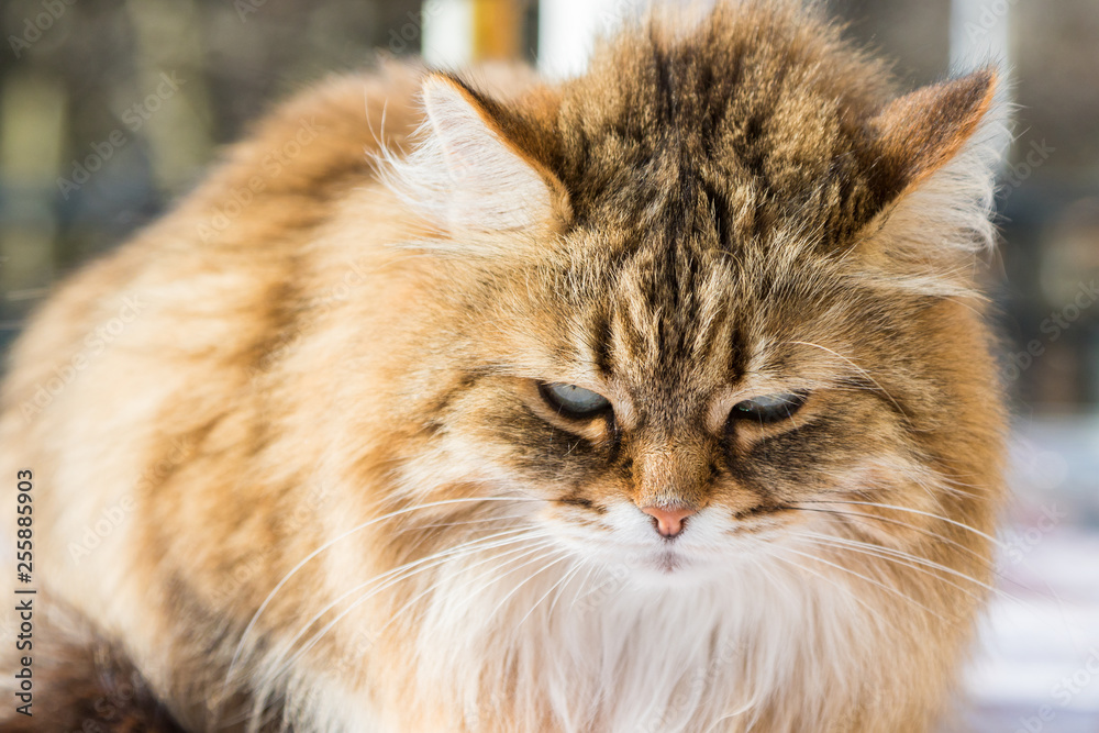 Adorable long haired cat of siberian breed in relax. Hypoallergenic pet of livestock