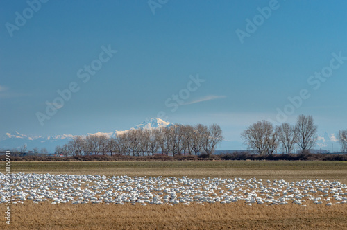 Wintering Lesser Snow Geese  Chen caerulescens  feeding and resting in farm field  Brunswick Point  BC  Canada.