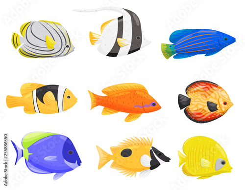 Collection of colorful fish on white background.