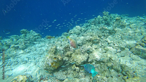 landscape fauna under water sea fishes and corals  © rosetata