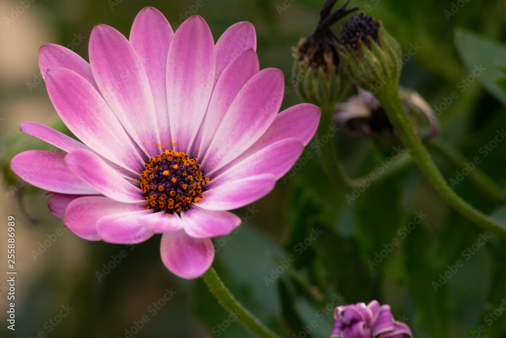 Obraz premium Flores de Primavera