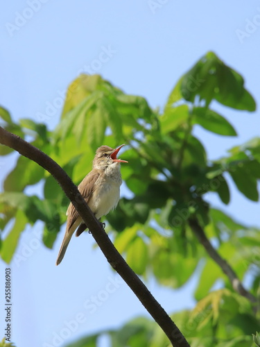 オオヨシキリ Great reed warbler