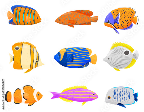 Collection of colorful fish on white background.