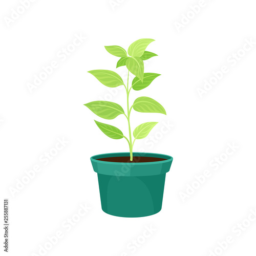 Home plant in flowerpot on white background.