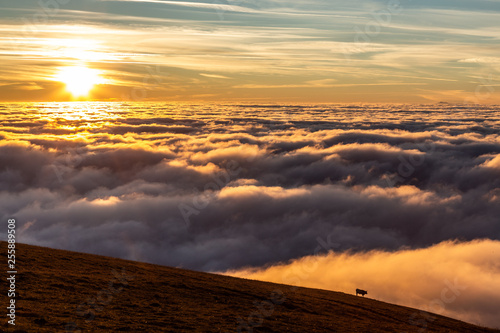 Cow on a mountain over a sea of fog at sunset, with beautiful warm colors