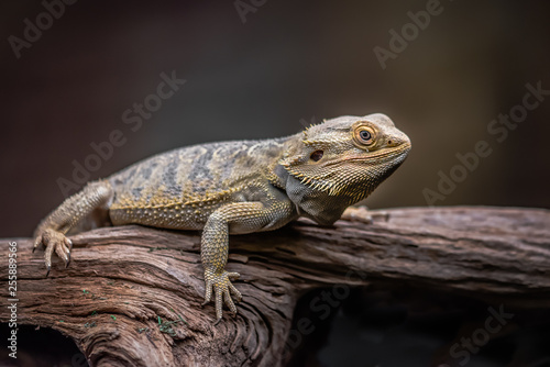 An alert bearded dragon full length as it rests on an old wooden log against a dark coloured background