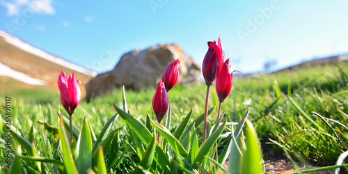 Mountain Tulip