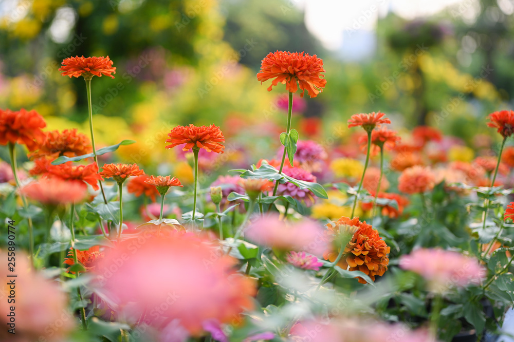 Zinnia flower or Zinnia violacea plants of the sunflower tribe within the daisy family. Zinnia flower or Zinnia violacea plants of the sunflower tribe within the daisy family.