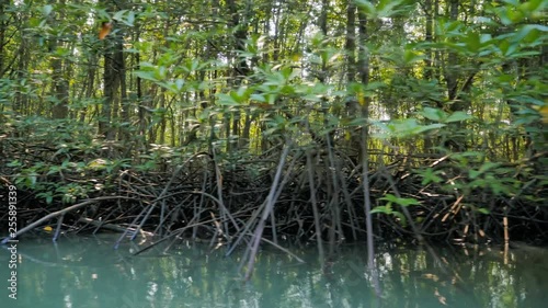 Boat view moving forward nearly mangrove forest at the river estuary the conserve sea nature environment photo