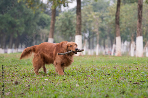 Golden Retriever dogs play on the grass