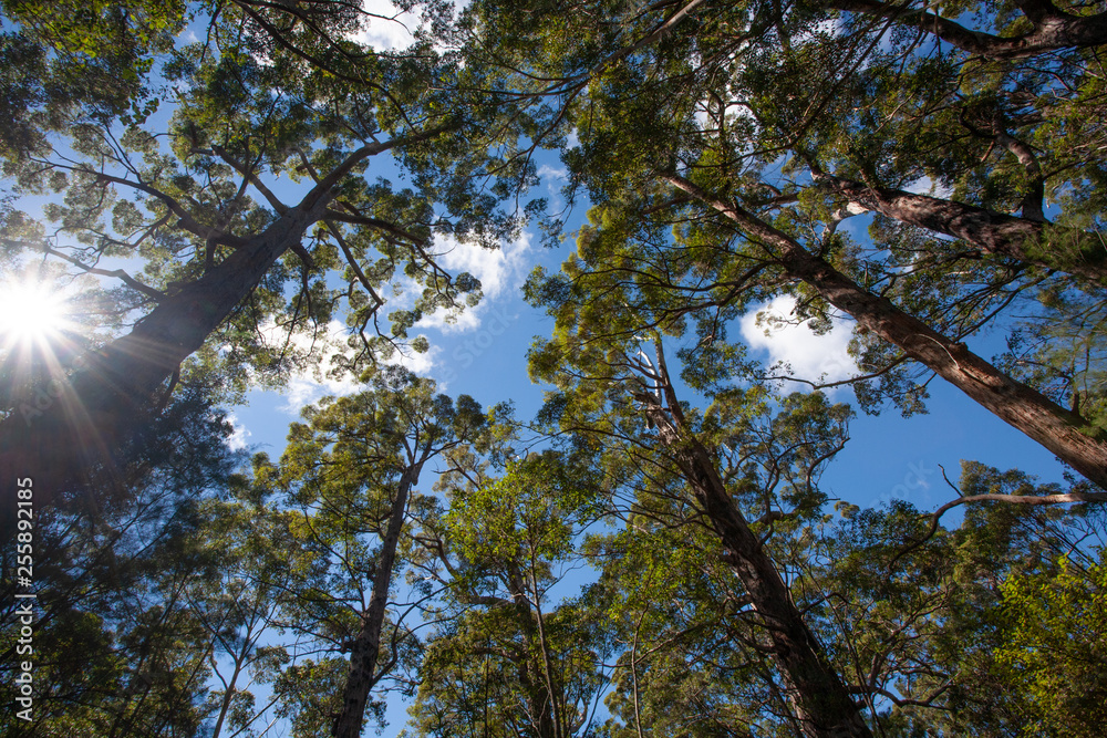 Fototapeta premium Tall Australian trees in a forest reaching up to a blue sky