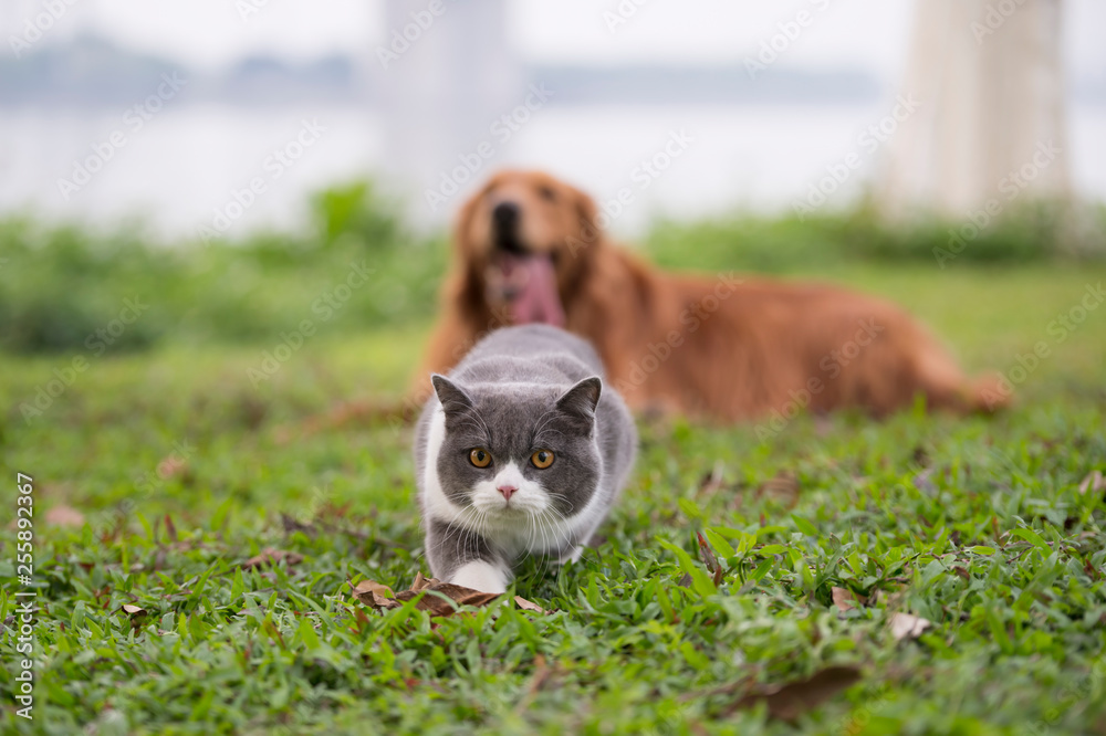 British short-haired cat playing on grass British short-haired cat playing on grass