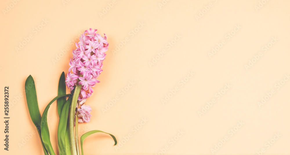 Pink flower on beige background.