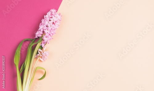 Pink flower on beige and pink background.