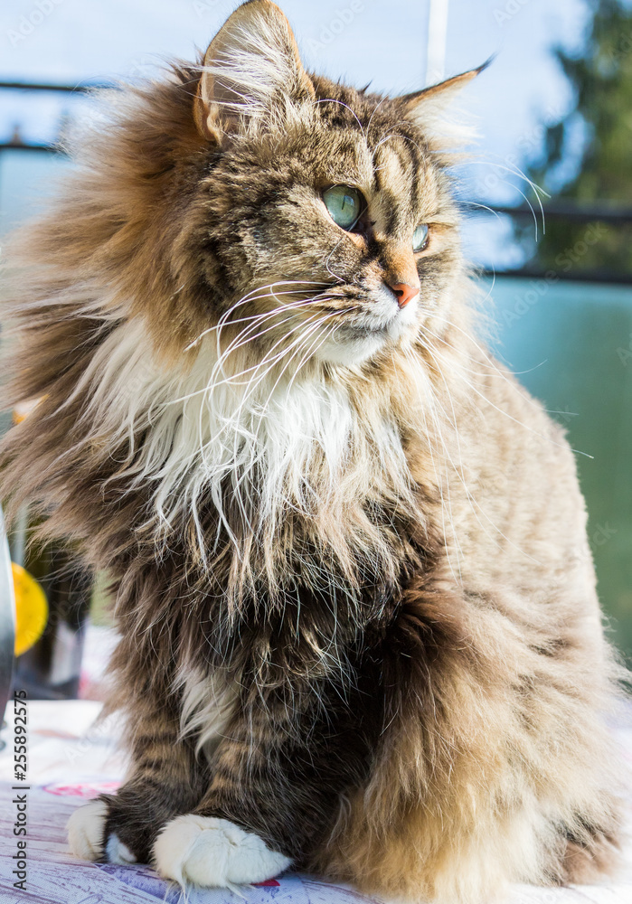 Obraz premium Adorable long haired cat of siberian breed in relax. Hypoallergenic pet of livestock