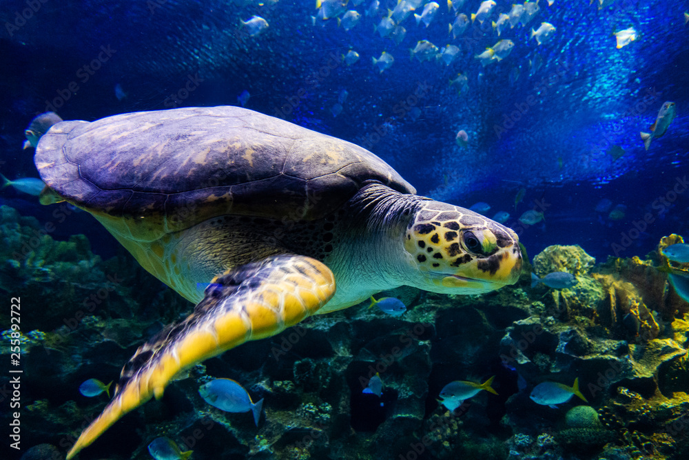 Obraz premium Green sea turtle in deep blue seawater .Snorkeling with sea turtle. turtle with sunburst in background underwater.Closeup of green sea turtle on coral reef