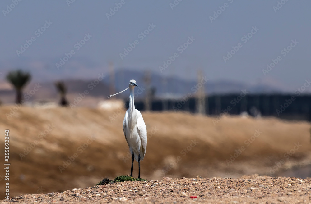 Fototapeta premium Male of a small white aquatic heron or little egret (Egretta garzetta) is a small bird species belonging to herons known as family of Ardeidae