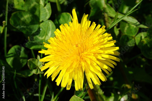 Yellow dandelion on the green grass background close up.
