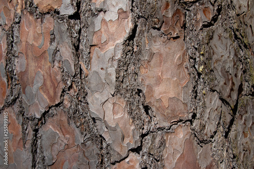 Tree bark texture of Pinus silvestris or Scots pine with beautiful rough cracked pattern