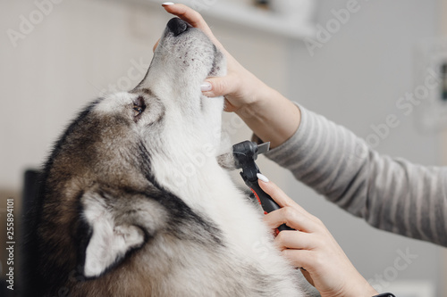 Woman hand holds muzzle of husky and combs her neck