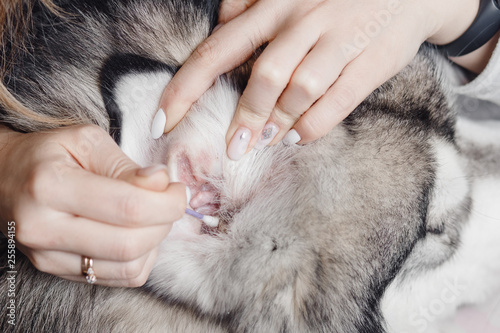 Female hands with white nails cleaning dog ear with cotton swab © Parilov