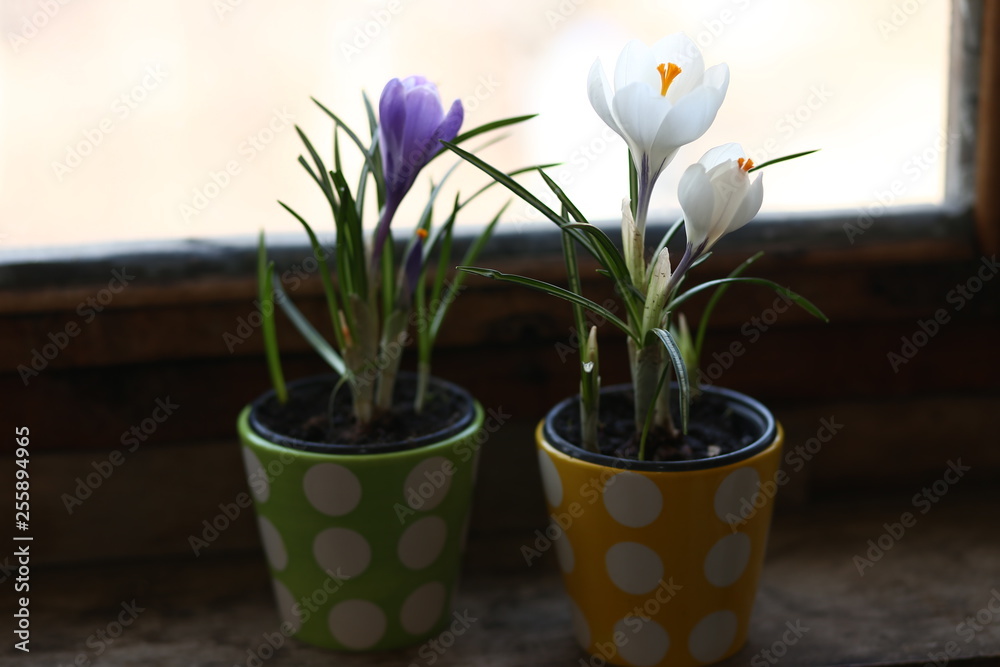Tulip, flowering, spring, beautiful, one, garden, Park, Tulip, flower, spring, red, tulips, nature, garden, field, flowers, green, pink, beauty, flowering, plant, colorful, summer, flora, flowering, b Tulip, flowering, spring, beautiful, one, garden, Park, Tulip, flower, spring, red, tulips, nature, garden, field, flowers, green, pink, beauty, flowering, plant, colorful, summer, flora, flowering, b
