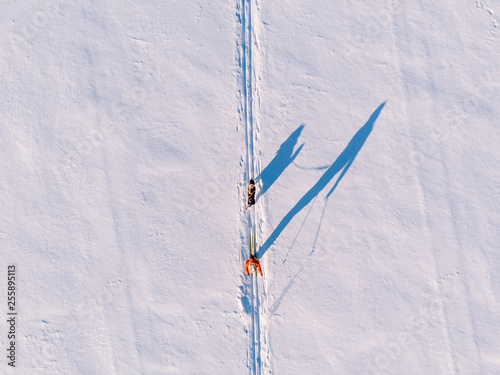 Man on skis walks harness sled dog in winter through snow trail. Concept active leisure. Aerial top view