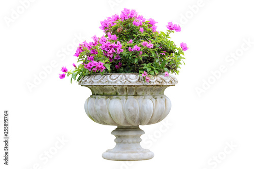 The blossoming pink flowers in old pots isolated on white