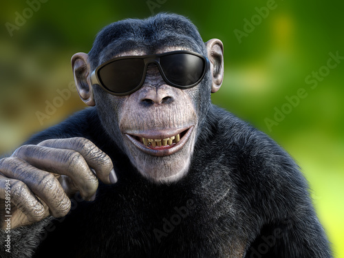 Fototapeta 3D rendering of a chimpanzee wearing sunglasses.