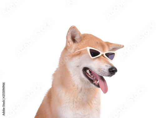 Cute Akita Inu dog with sunglasses on white background © Pixel-Shot