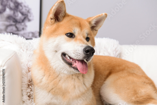 Cute Akita Inu dog on sofa at home