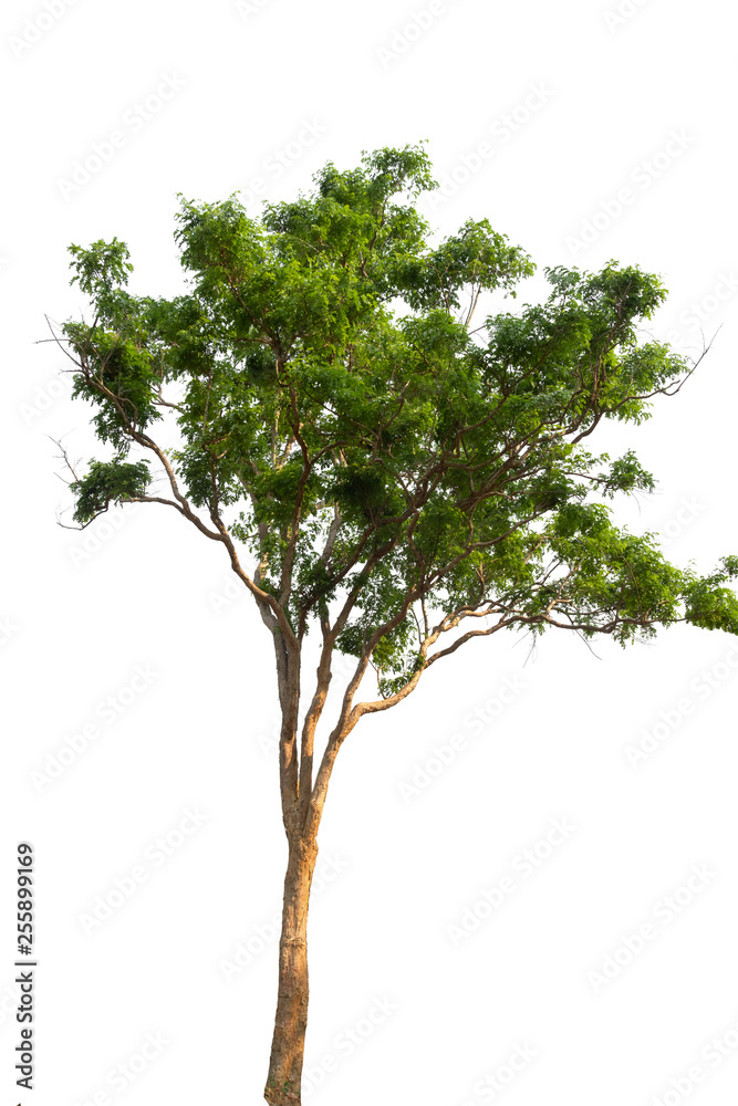 Obraz premium Isolated tree on white background