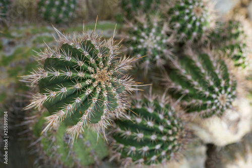 Close-up of spiky Echinopsis leucantha cacti viewed from above