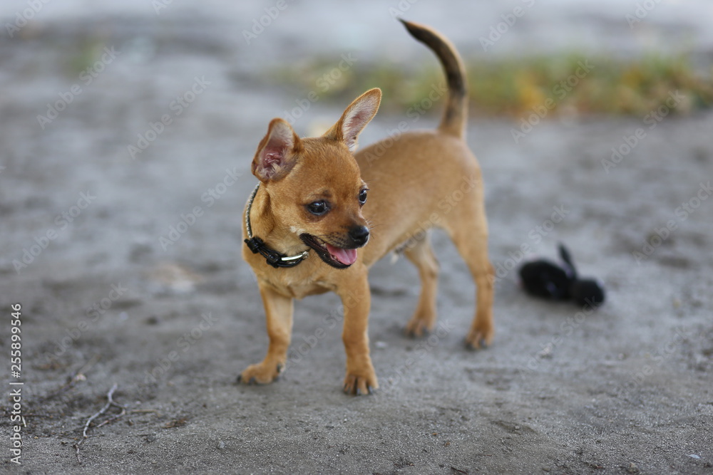 Chihuahua, nature, street, dog, nature, puppy, Dog, animal, pet, puppy, brown, cute, breed, dog, mammal, isolated, sitting, Chihuahua, white, small, Pets, puppy, dog, adorable, grass, friend, funny, p