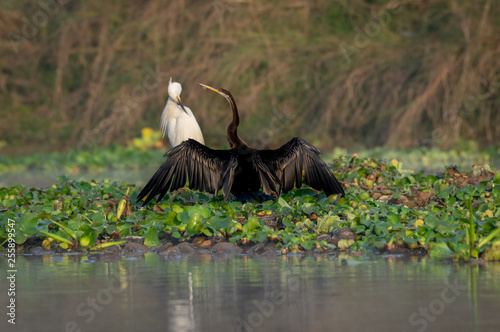 Darter or Snakebird or the Plotus anhinga Spreading its Wings photo