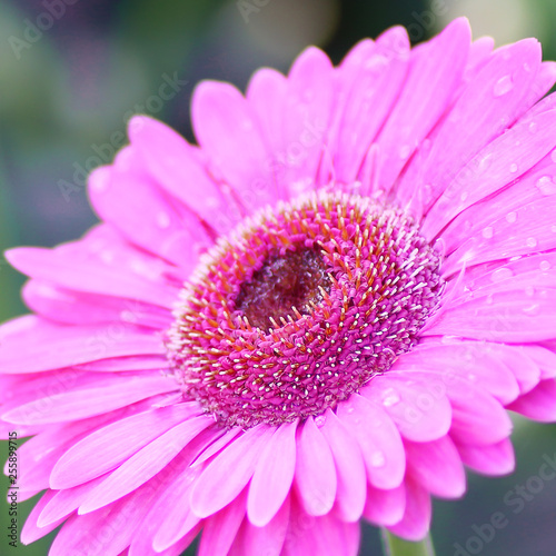 Wallpaper Mural Pink Gerbera daisy flower background Torontodigital.ca