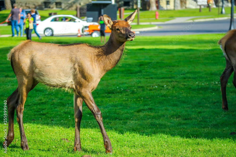 Fototapeta premium A Female Elk in Yellowstone National Park, Wyoming