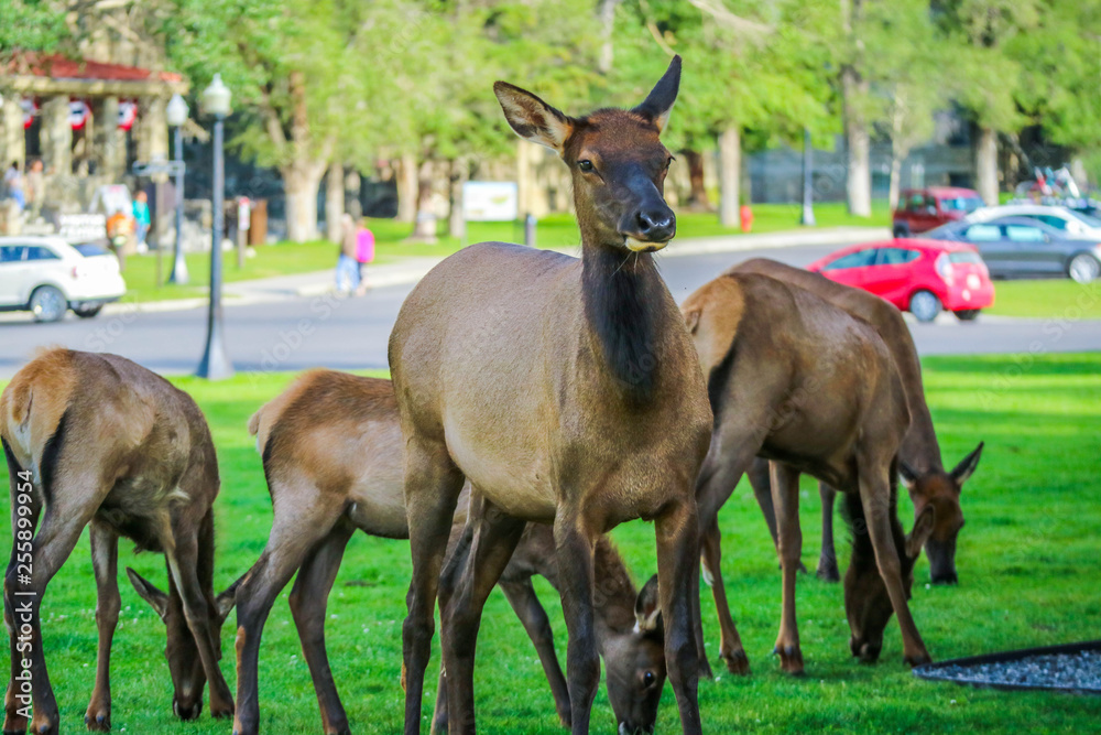 Fototapeta premium A Female Elk in Yellowstone National Park, Wyoming