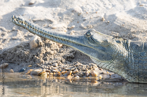 Gharial or Gavialis gangeticus a Fish Eating Crocodile