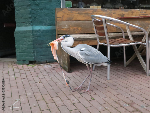 Photography heron eating salmon from the fishmongers at a market in Amsterdam