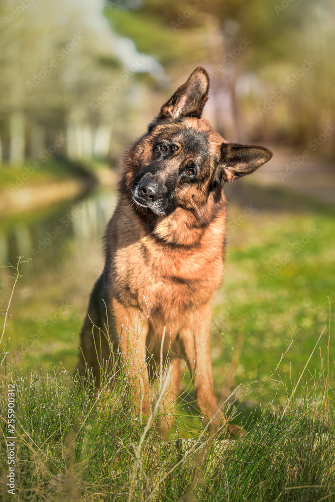 Portrait of a german shepherd sitting on grass in park. Vertical. Portrait of a german shepherd sitting on grass in park. Vertical.