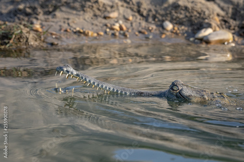 Gharial or Gavialis gangeticus a Fish Eating Crocodile